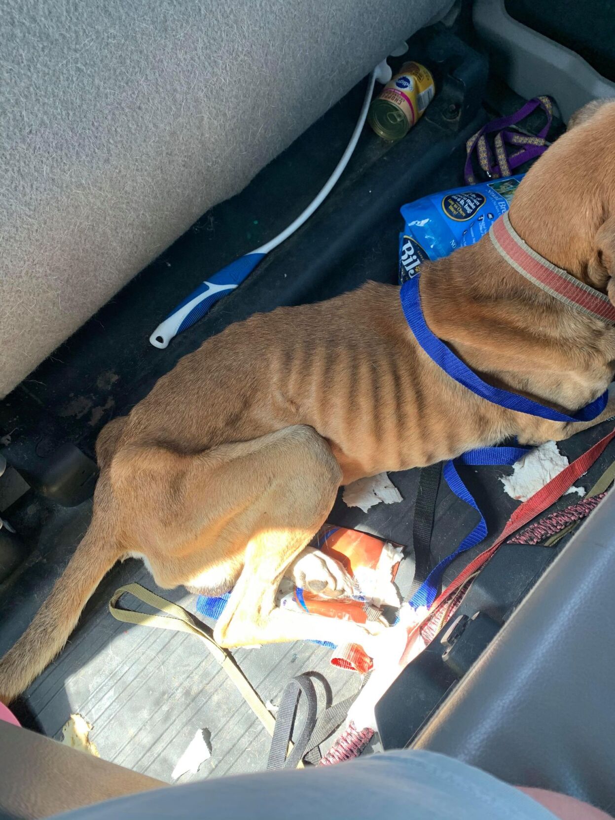 Animal control officers find dog suffering malnutrition, ask community for help